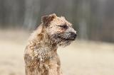 BORDER TERRIER 020